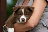 ADULTE ET CHIEN 308